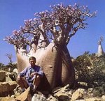 adenium[1].jpg