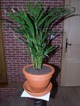 DSCF4287.JPG