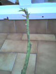 Photo_0353.jpeg