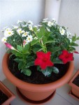 Anthemis et Dipladénia
