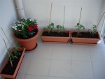 Les tomates cerises