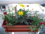 Verveine tombante rouge avec anthemis jaune
