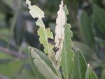2009-08-13b.jpg
