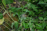 IMG_7174.JPG