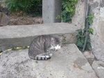 jardin 015.JPG