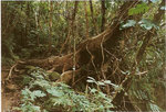 arbre-jungle-1-web.jpg