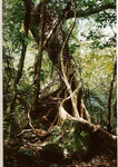 arbre-jungle-2-web.jpg