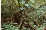 arbre-jungle-3-web.jpg