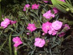 jardin et paysage 017.jpg