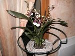 Orchidée à identifier achat le 14 août 2009 002.JPG