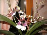 Orchidée à identifier achat le 14 août 2009 001.JPG