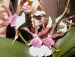 Orchidée à identifier achat le 14 août 2009 003.JPG