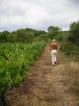 entre vigne & garrigue1.JPG