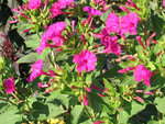 fleur rouge.jpg