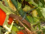 tomate.jpg