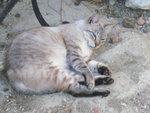minou 001.JPG