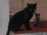 minou 004.JPG