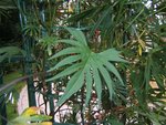 DSCF2321.jpg