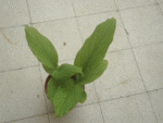 bonjour, quelle est le nom de cette plante? Merci d'avance.
