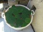 DSC01754.gif