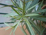 Voici les feuilles blanchies
