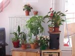 Et là, au milieu des autres plantes, aujourd'hui