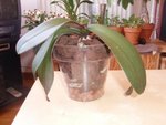 Dédée dans son nouveau pot.JPG