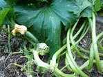 Effueillage courgettes  08-2009.JPG