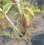 aubergines.jpg