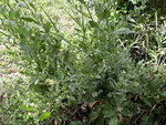 DSCF1196.JPG