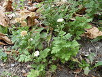 DSCF1198.JPG