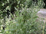 DSCF1197.JPG