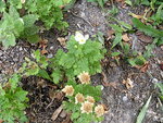 DSCF1199.JPG