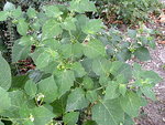 DSCF1200.JPG