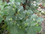 DSCF1201.JPG