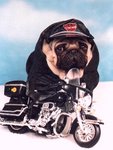 p_dogbiker.jpg