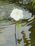 DSC06455.JPG