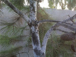 pin 2.jpg