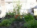 Potager (6) [800x600].jpg