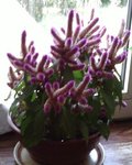fleur.jpg