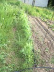 mon jardin 022.jpg