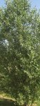 arbre.JPG