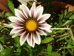 gazania-blc-pourpre-web.jpg