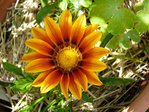 gazania-orange-web.jpg