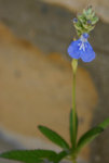IMG_7231-1.JPG