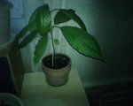 IMG00610.jpg