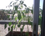 IMG00615.jpg