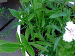 DSCF1148(2).jpg