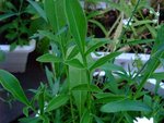 DSCF1149(2).jpg