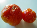 un echantillon